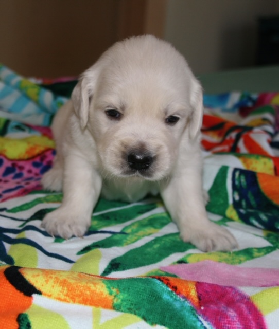 New Puppy Photos