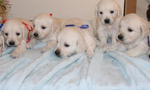 puppies sample 1
