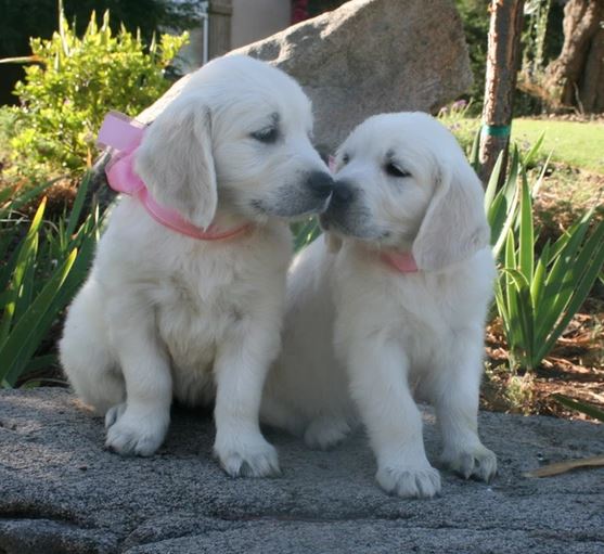 puppies sample 2