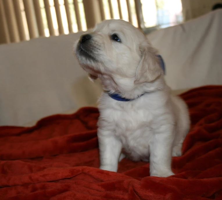 puppies sample 3