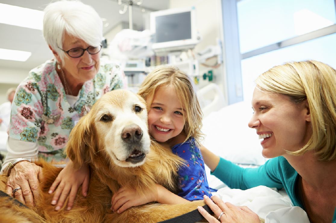 Therapy dog, hospital