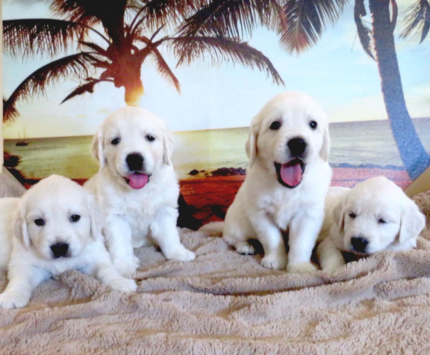 June Puppies