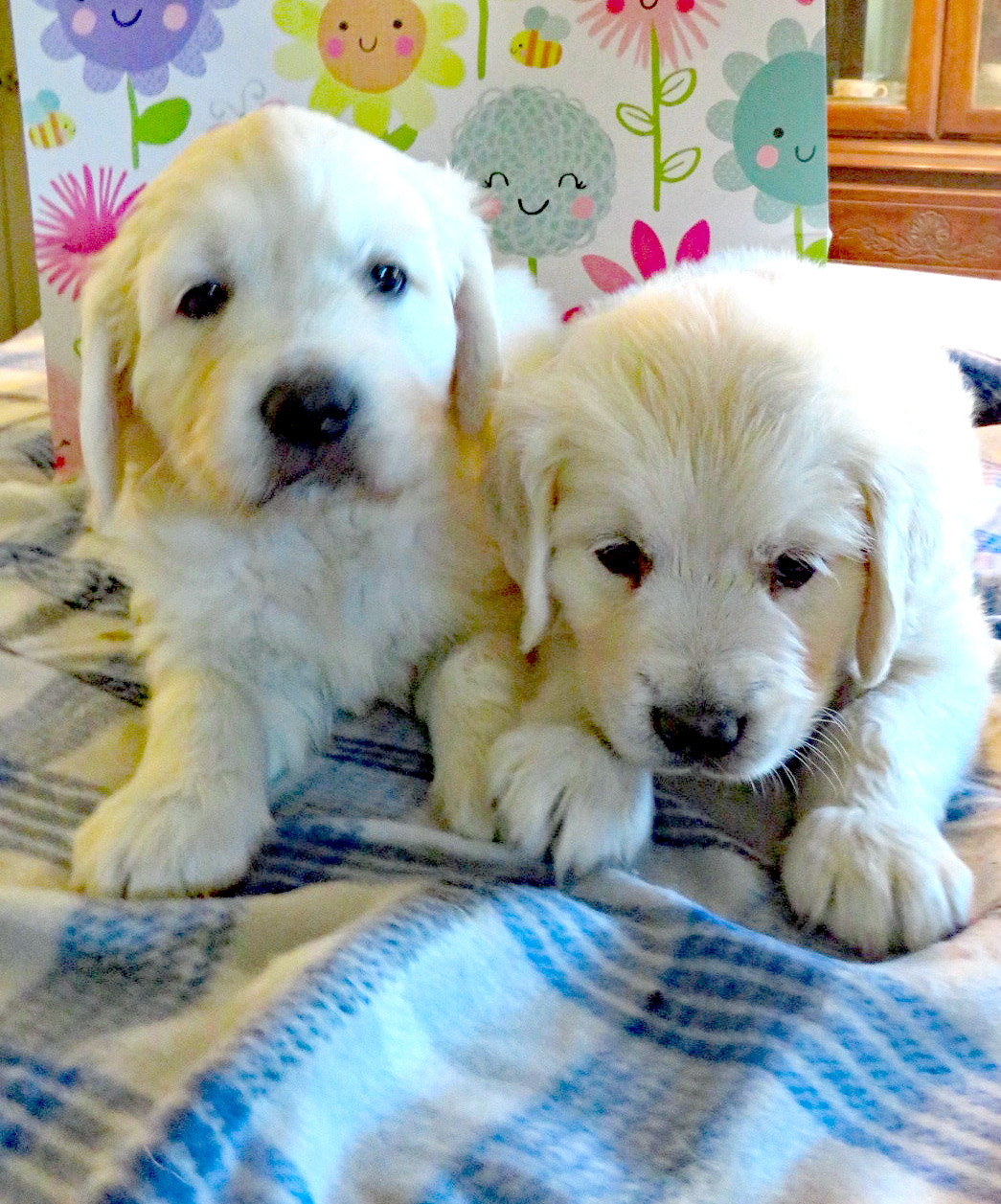 July Puppies